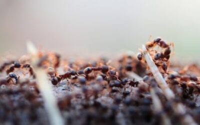 Des fourmis dans ma maison et mon jardin, que faire ?