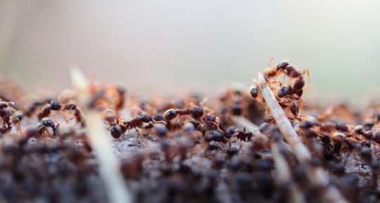 Des fourmis dans ma maison et mon jardin, que faire ?